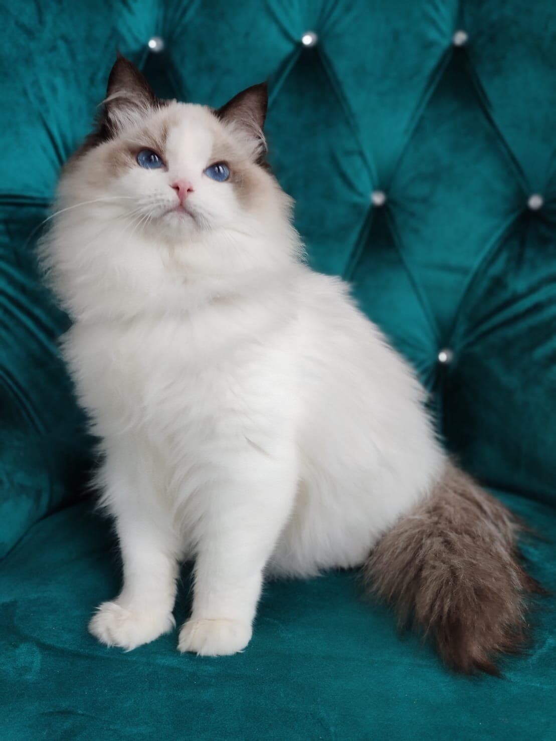 Bella, Seal Point Mitted Ragdoll queen, MoonLight Ragdolls Queens NY