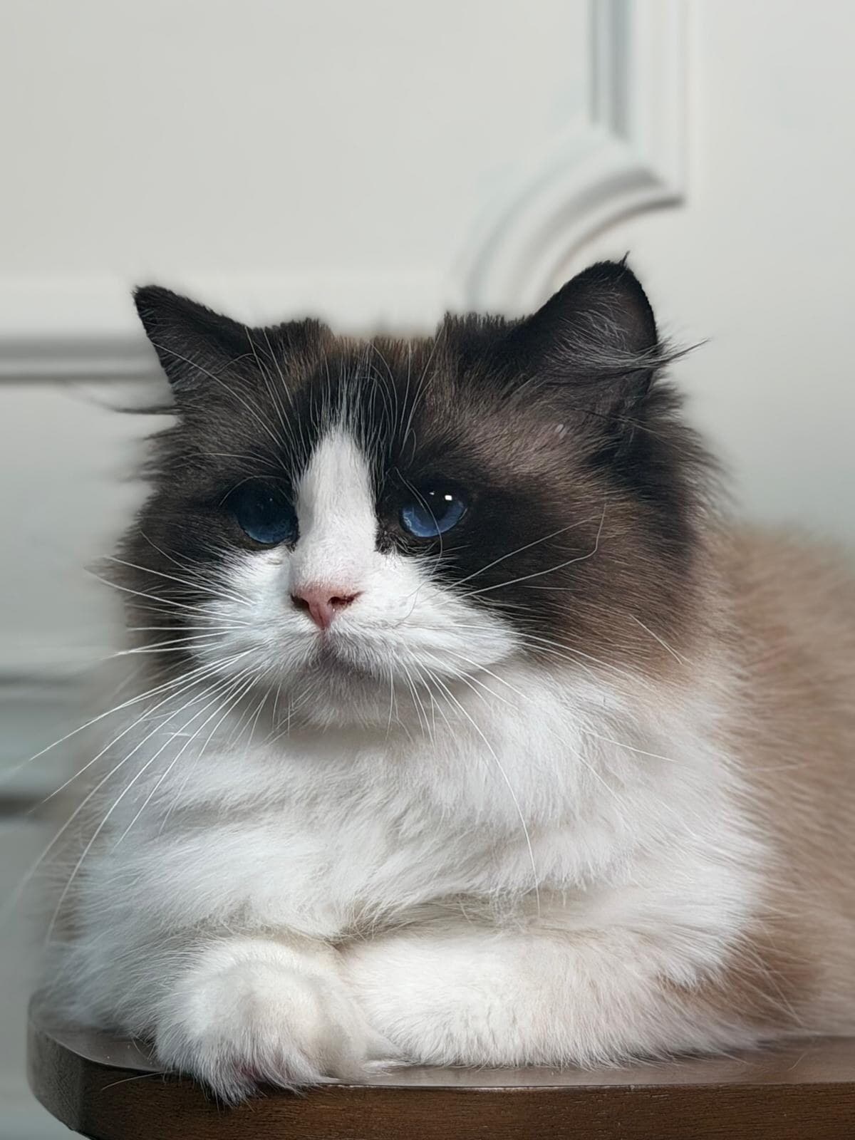 Peaches, Seal Bicolor Ragdoll queen, MoonLight Ragdolls Queens NY